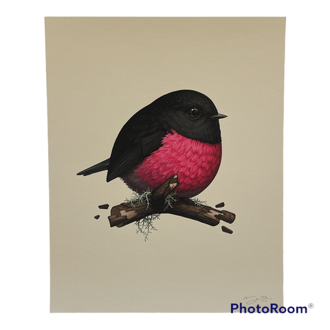 Pink Robin - Mitchell